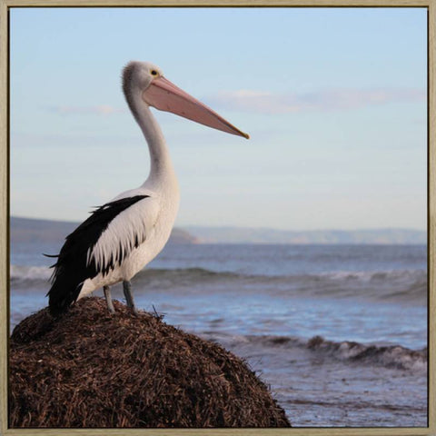 Pelican on the Lookout Canvas