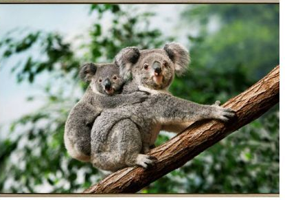Krystal Koala Canvas  80CM x 1.20M
